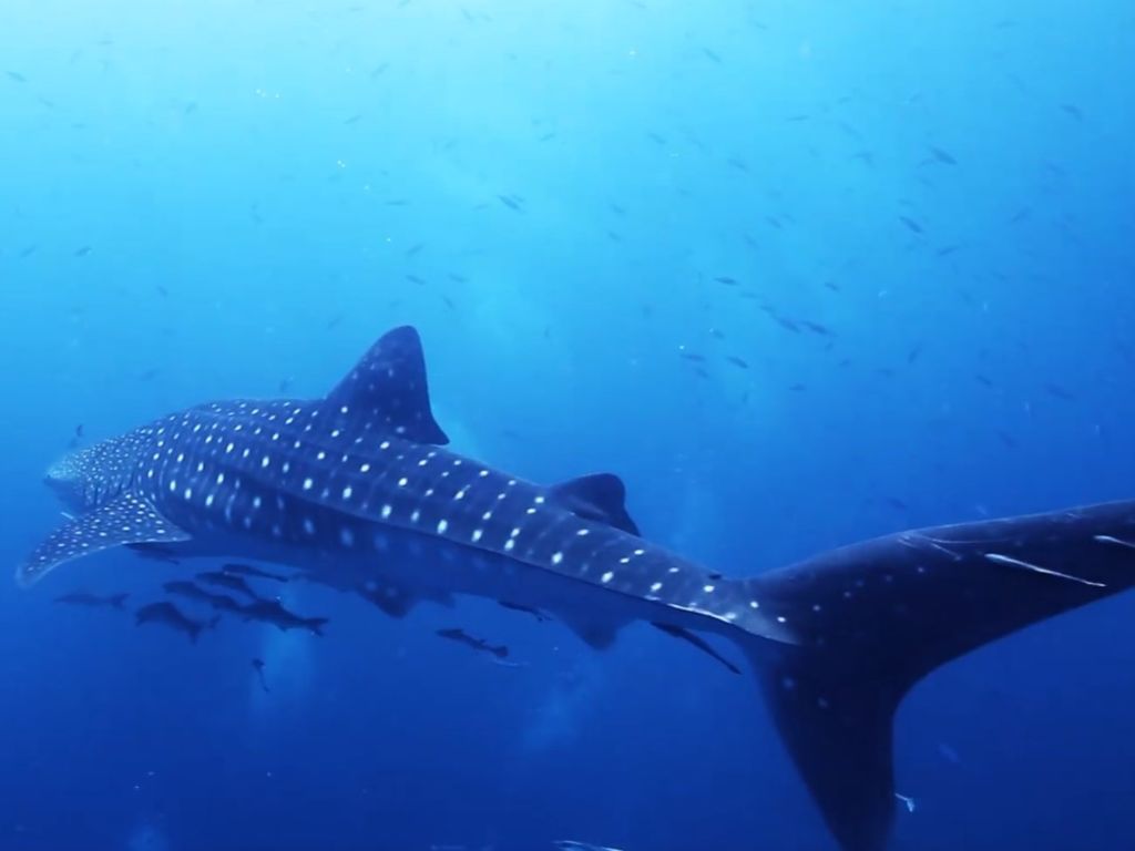 86362727-fe14-4469-97b2-12b24696ccb2