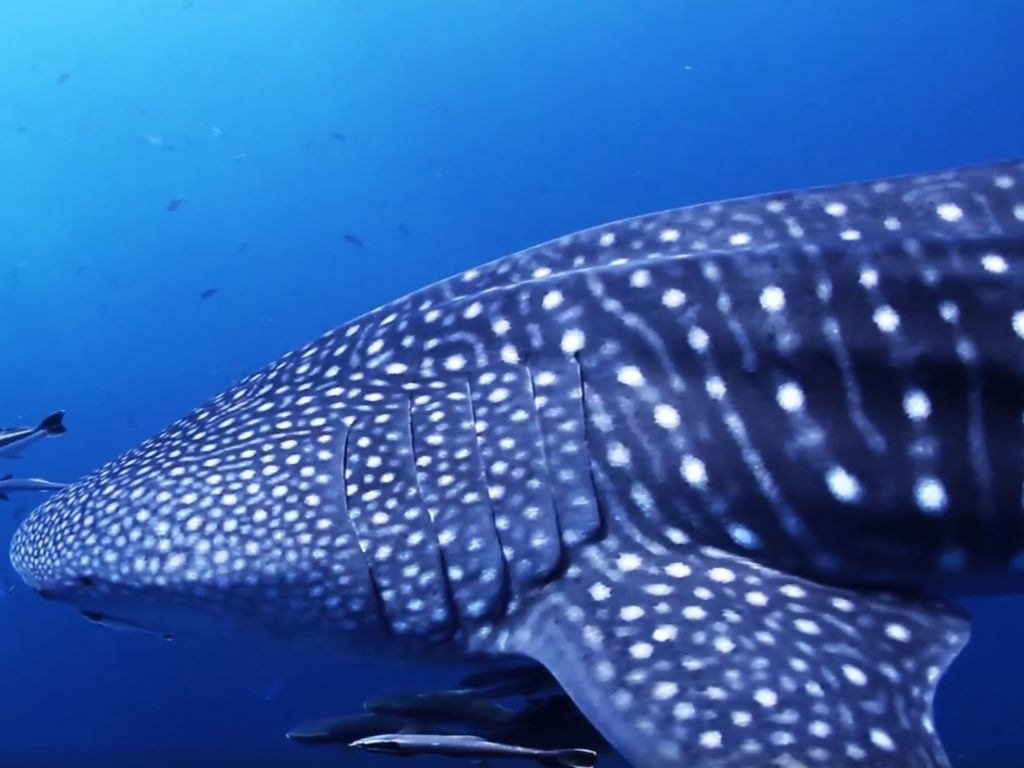 86362727-fe14-4469-97b2-12b24696ccb2