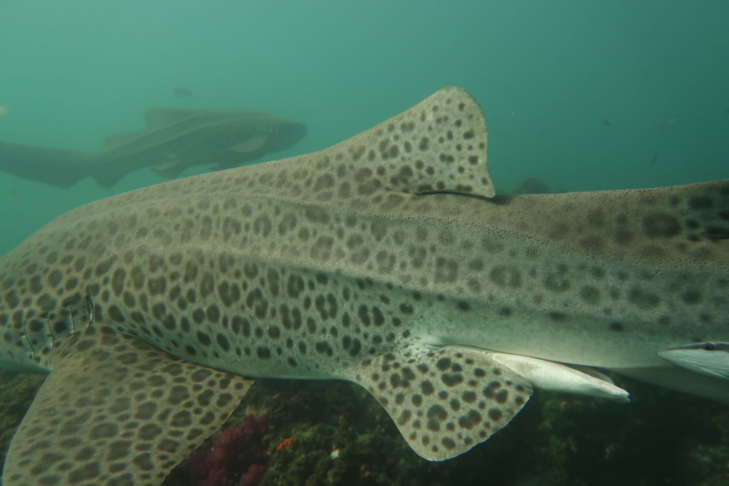 9faf2264-0022-4862-967f-2cc32fc7c12e