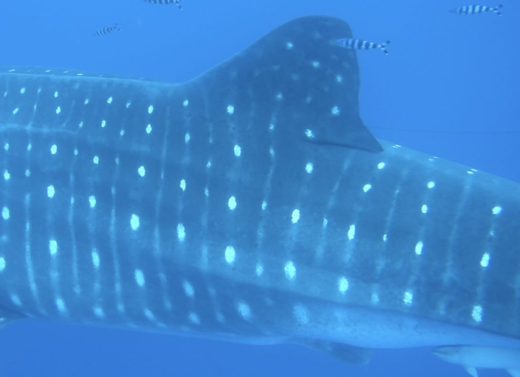 ec939f0b-9893-49a3-b3a7-8fb25ff7e280