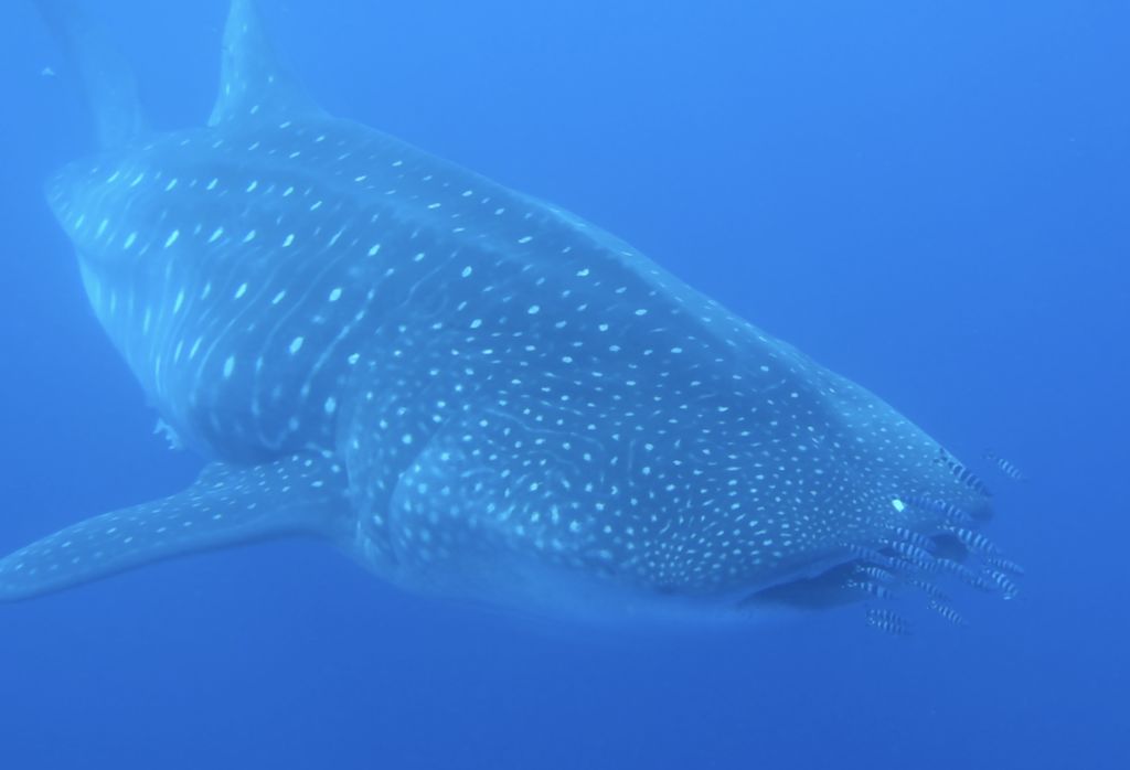 ec939f0b-9893-49a3-b3a7-8fb25ff7e280