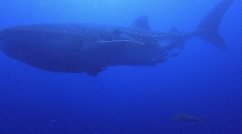 20fd8385-faca-4f96-a5db-ed459df3ccb0