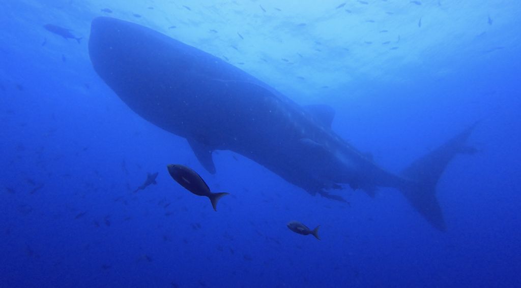 20fd8385-faca-4f96-a5db-ed459df3ccb0