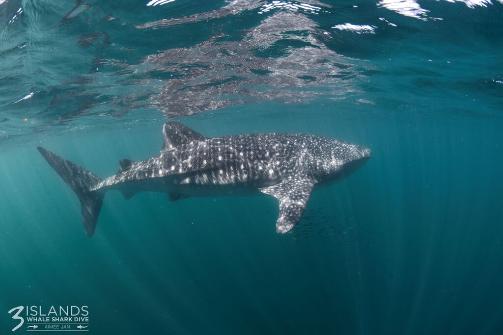 e8710aa2-28ce-463b-8881-fd578c88637c