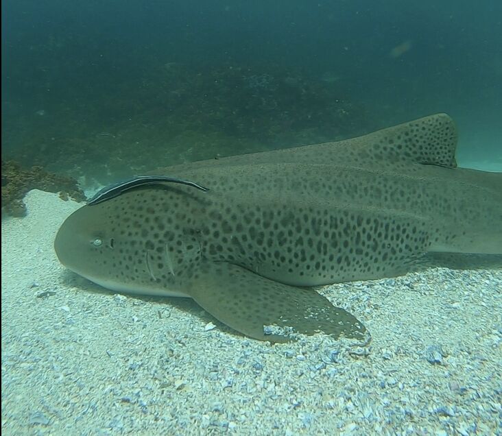 90dfdeab-cdf9-488c-8e68-11d922b33e07