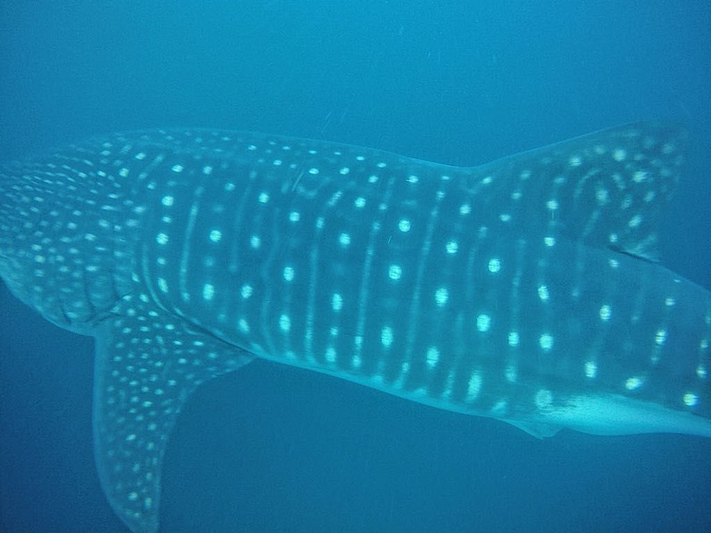 111cfdc3-a393-4edc-92e7-4b41c5d2c1ec