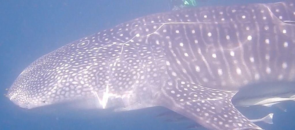 cfafc4bd-d93c-4bcd-a464-8b69f4df4276