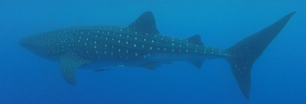 1048e98e-5d8b-4edc-9c22-ab2e8c568ea0