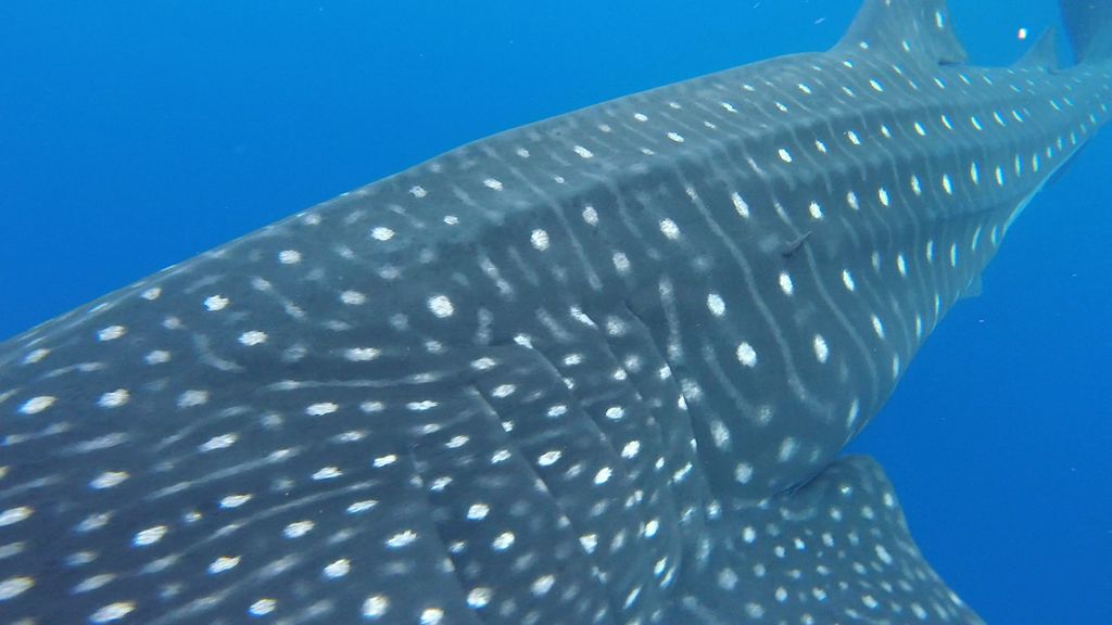 1048e98e-5d8b-4edc-9c22-ab2e8c568ea0