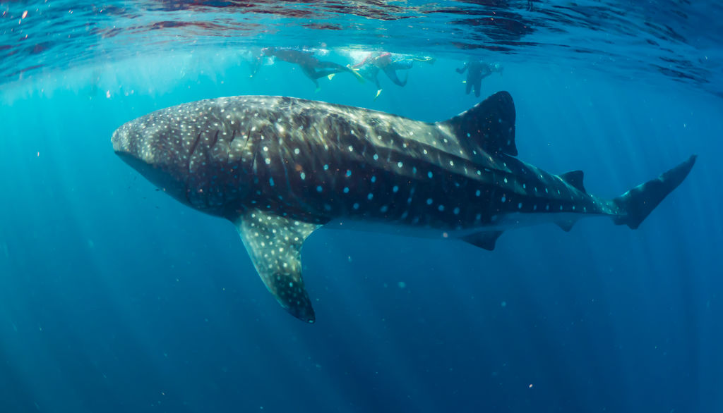 043d3a49-dda9-40d5-966b-64fab43a178a