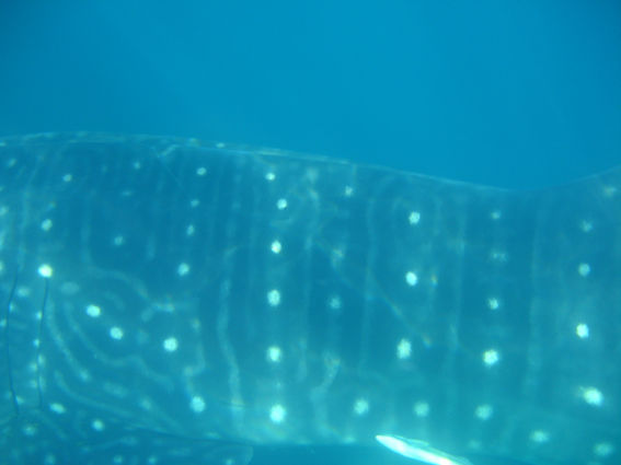 8e658a7b-187c-43a8-a6e7-bb518bd56657