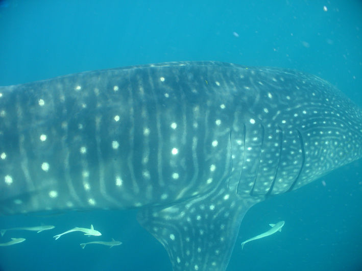 8e658a7b-187c-43a8-a6e7-bb518bd56657