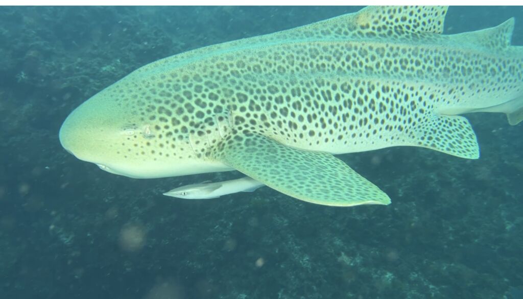 3a0e97f2-2667-4067-9dc1-cffe2746ef29