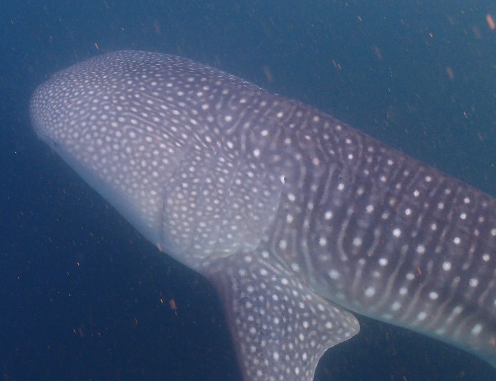 723943b7-36d3-47f3-9888-075653a84edf