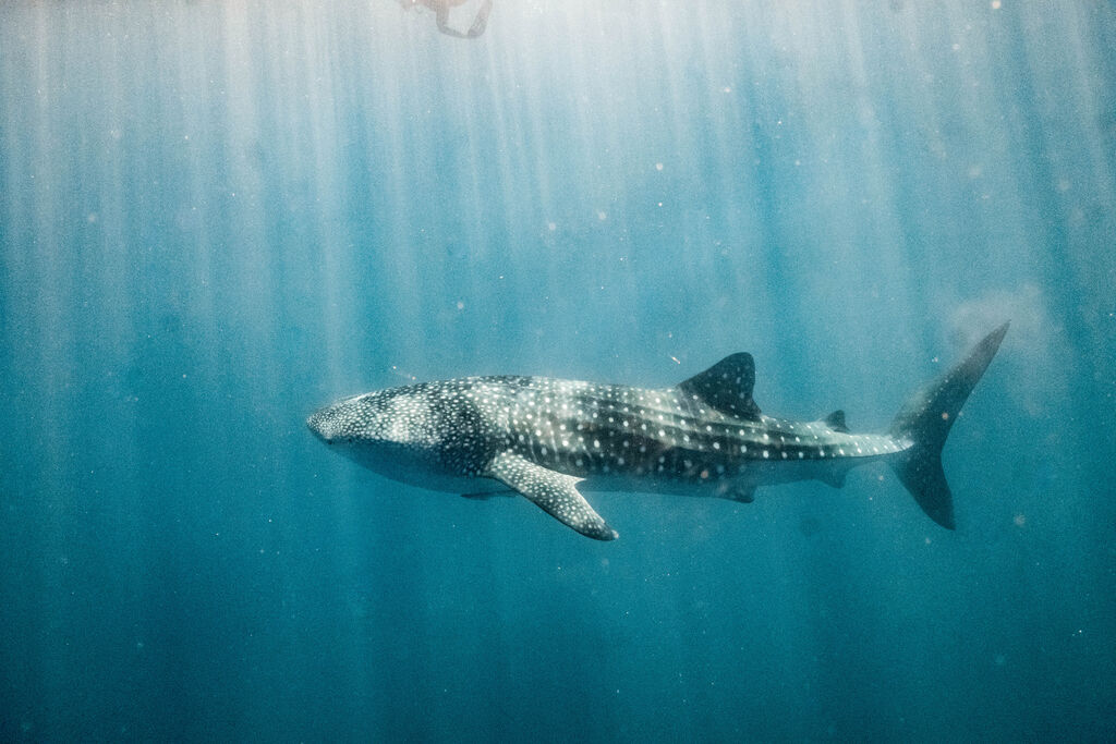 08f48e80-81d0-459a-a189-a33961719b84