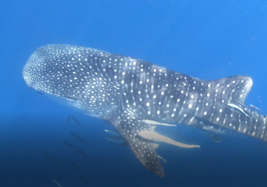 2b633f57-af8c-473a-921f-e431bee984b9