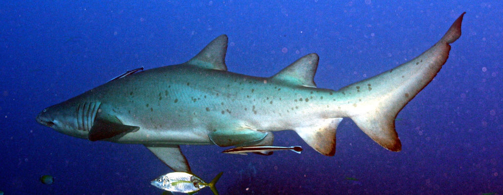 d3af1867-5644-468d-8997-a91cb29a785b