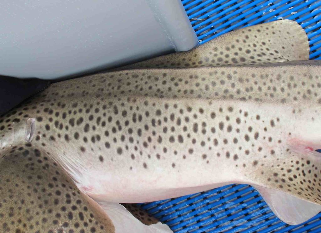 8a06f2c2-01a1-42ca-80bf-0e3f4e488e0a