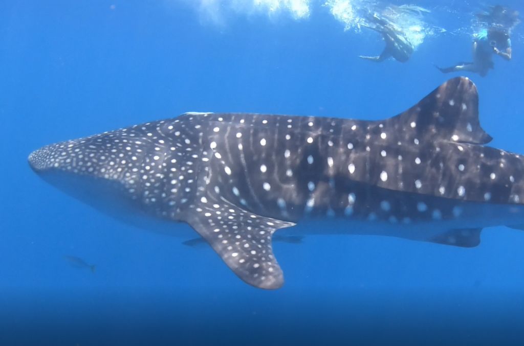 7e1ddaea-1343-4036-893b-27160e1099cf