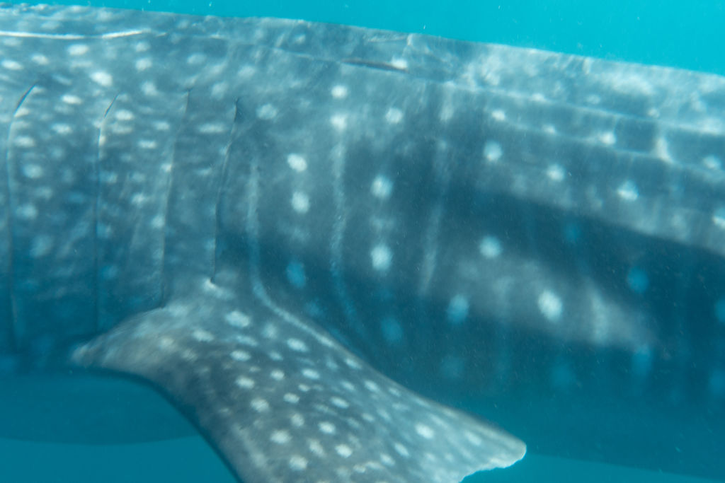 8f0df77c-00ab-45ec-a774-99a83df1e066