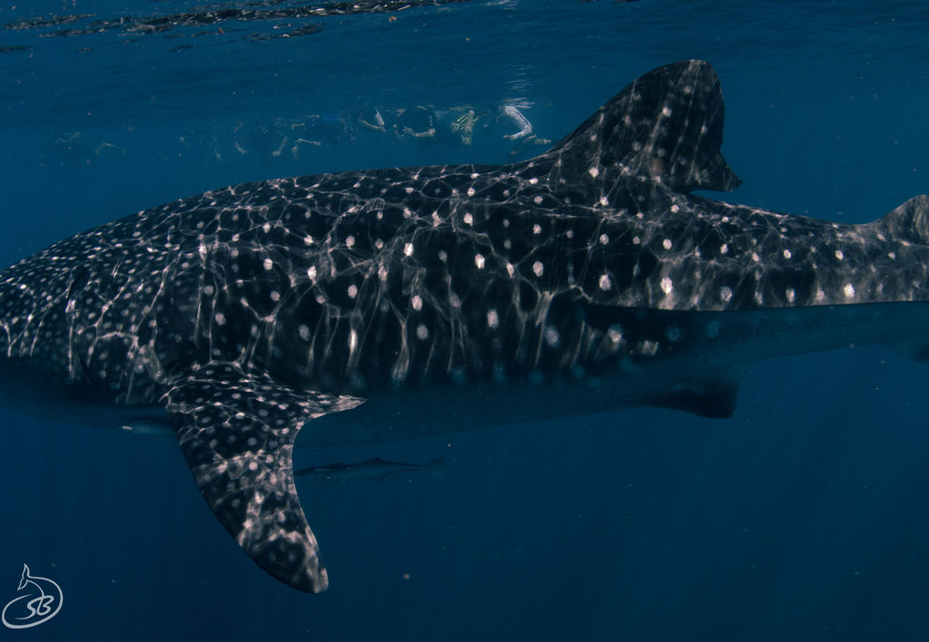 b09475f8-932a-4b72-b021-a0d5a3ce365d