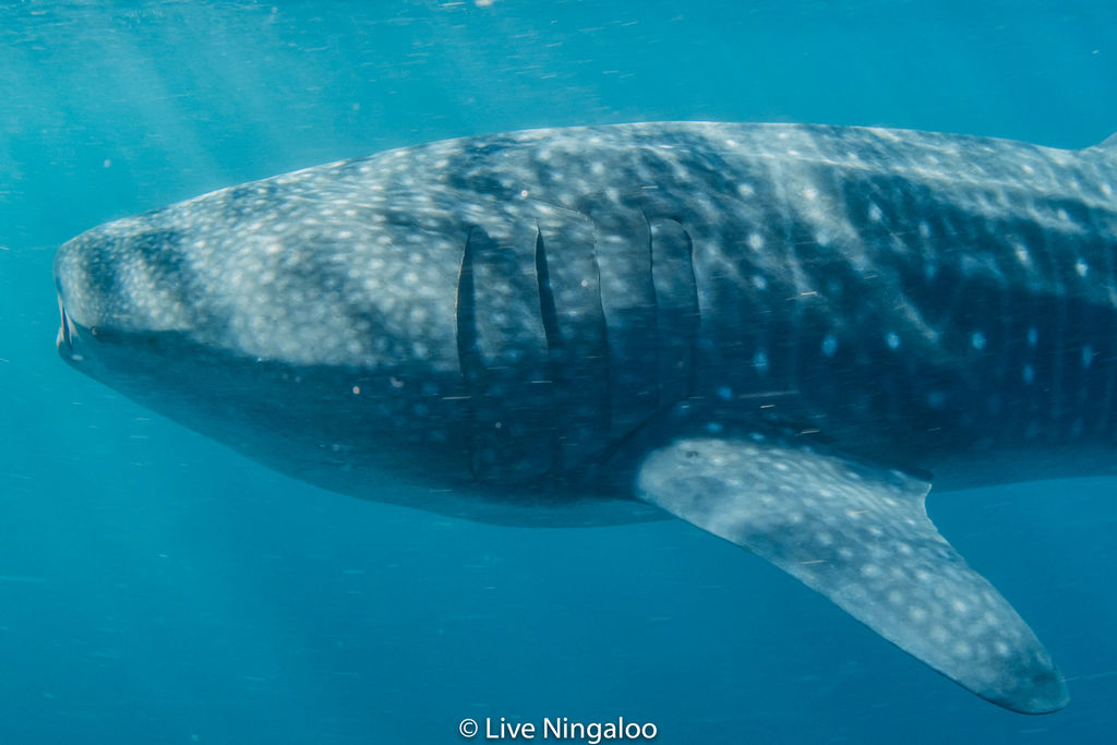 5580f5cd-6ee5-412e-899c-14a55ce3309f