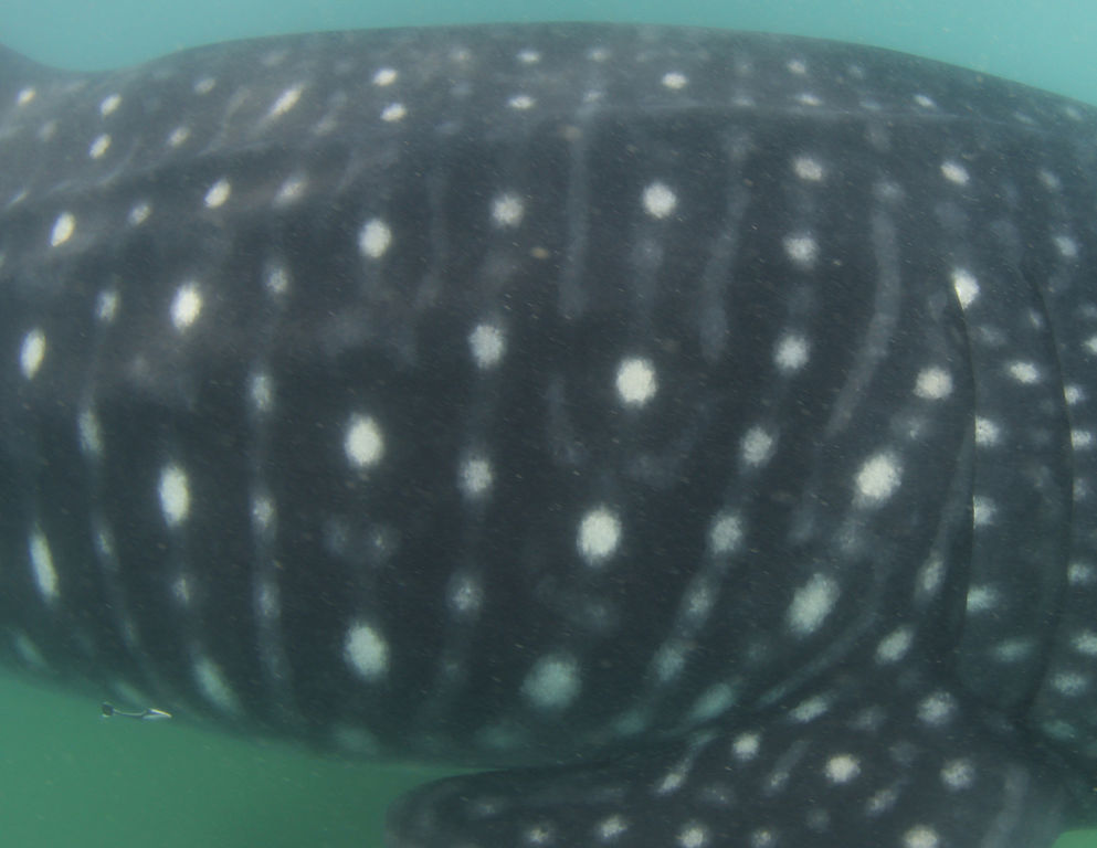 2cf03b87-c138-4a79-aa90-c059eff95e09