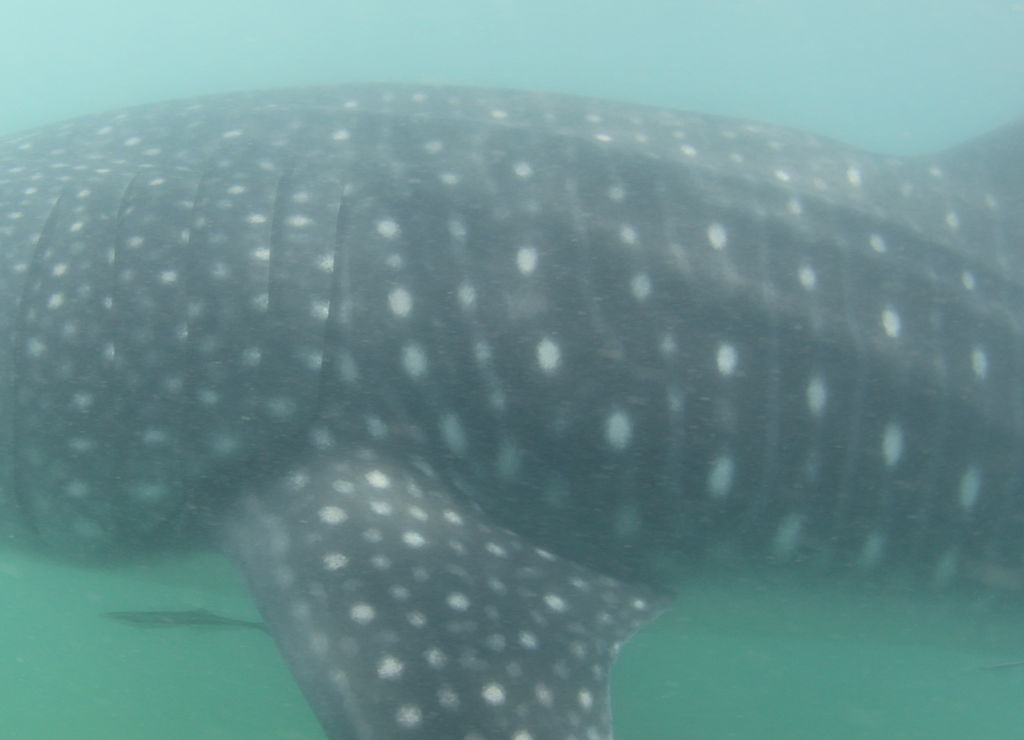 2cf03b87-c138-4a79-aa90-c059eff95e09