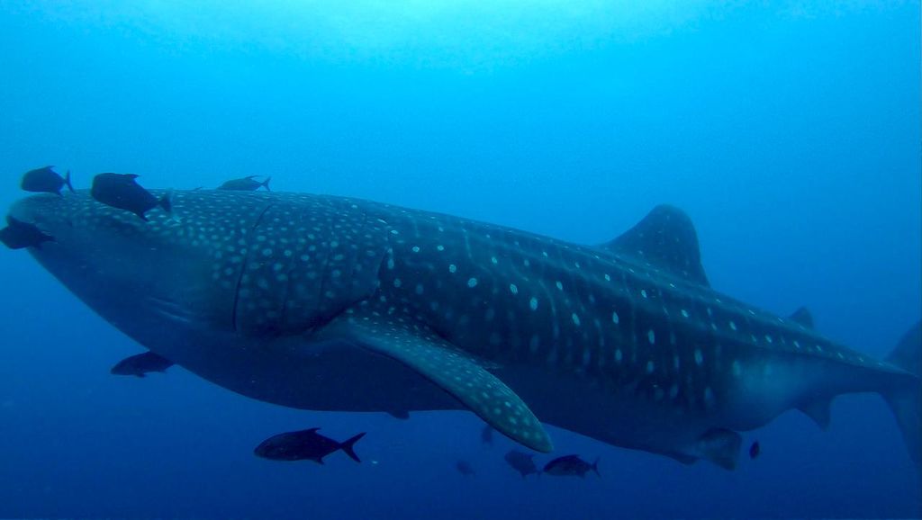 80c4cf92-bbdf-4474-ad5b-995d45ee7c52