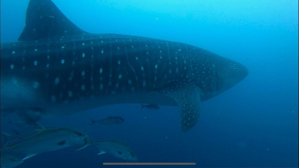 80c4cf92-bbdf-4474-ad5b-995d45ee7c52