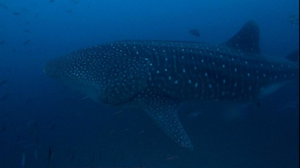 80c4cf92-bbdf-4474-ad5b-995d45ee7c52