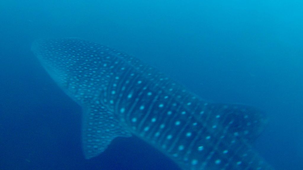 805cad4d-3592-4c92-a2f8-f1aabd18775d