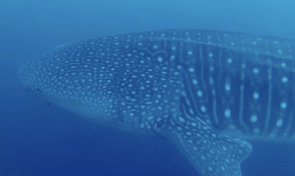 805cad4d-3592-4c92-a2f8-f1aabd18775d