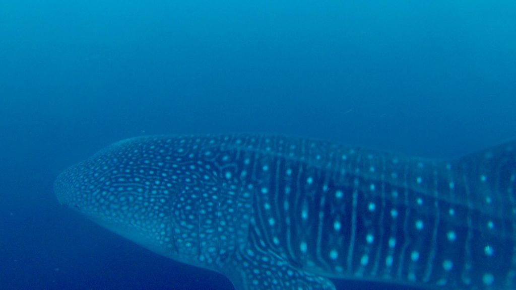 805cad4d-3592-4c92-a2f8-f1aabd18775d