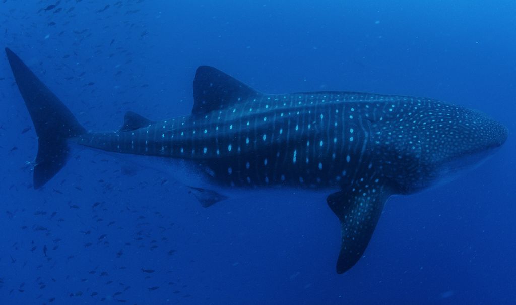 c419e095-59a7-4091-9aa5-5c8396d909fc