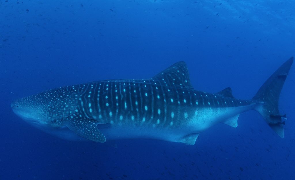 c419e095-59a7-4091-9aa5-5c8396d909fc