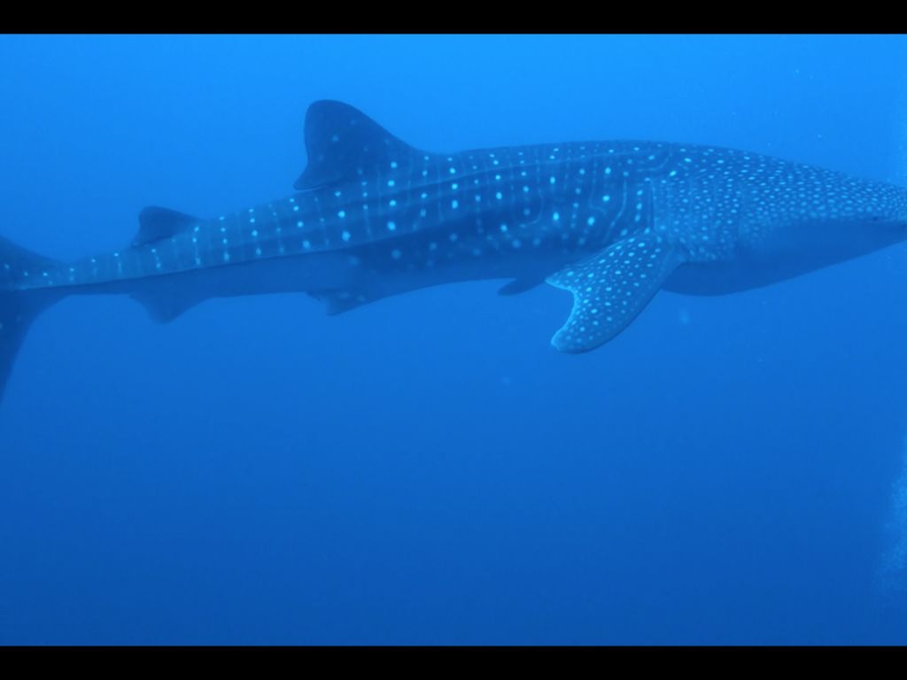 6d996c9d-a9cc-4d68-9c4b-2e49450ddab3