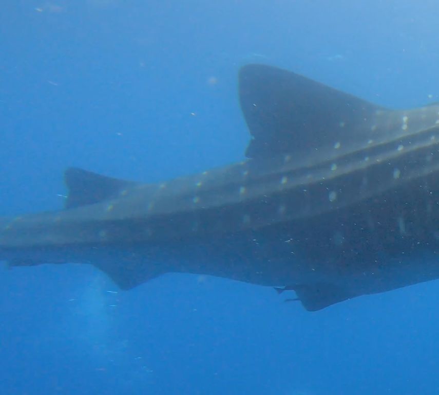 e3066f96-4b9b-42a9-83dc-c3b7168d84b4