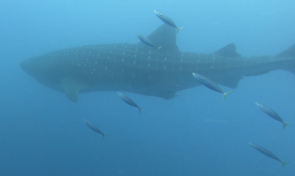 e3066f96-4b9b-42a9-83dc-c3b7168d84b4