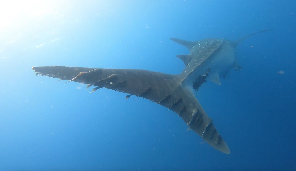 e3066f96-4b9b-42a9-83dc-c3b7168d84b4