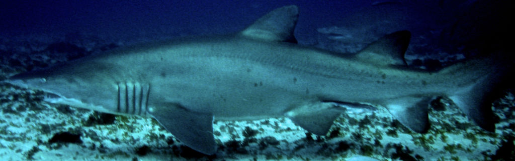 06e70f68-138e-457e-976f-7d5570158e23