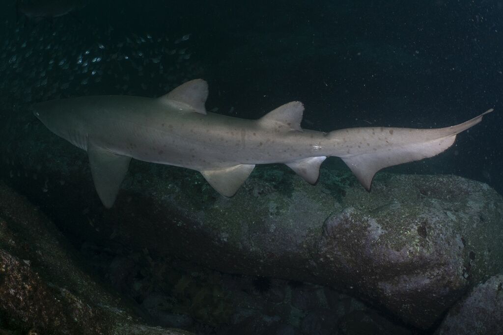 85d58559-4d74-4a1c-b6b0-1a77b7ca55d6