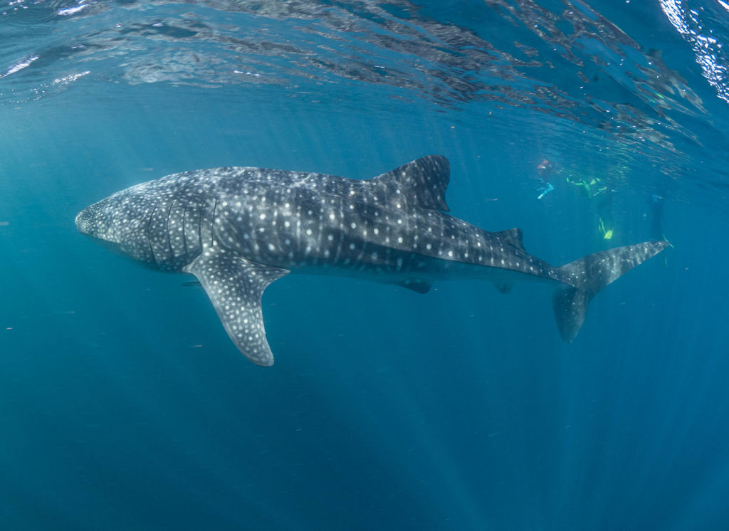 0d506037-2226-4392-861e-6dd8d1a7696b