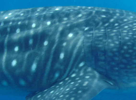 ec39bc10-73f7-4634-92b7-2a4a41675725