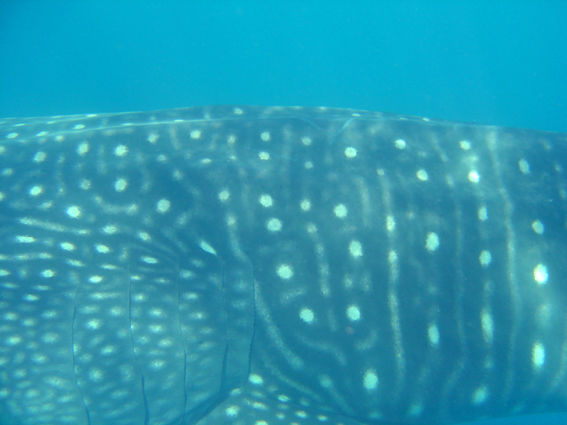 ec39bc10-73f7-4634-92b7-2a4a41675725