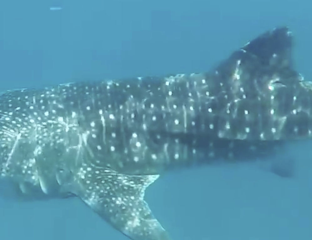 2dab4aa1-2df5-4810-8685-7fbbe606076a