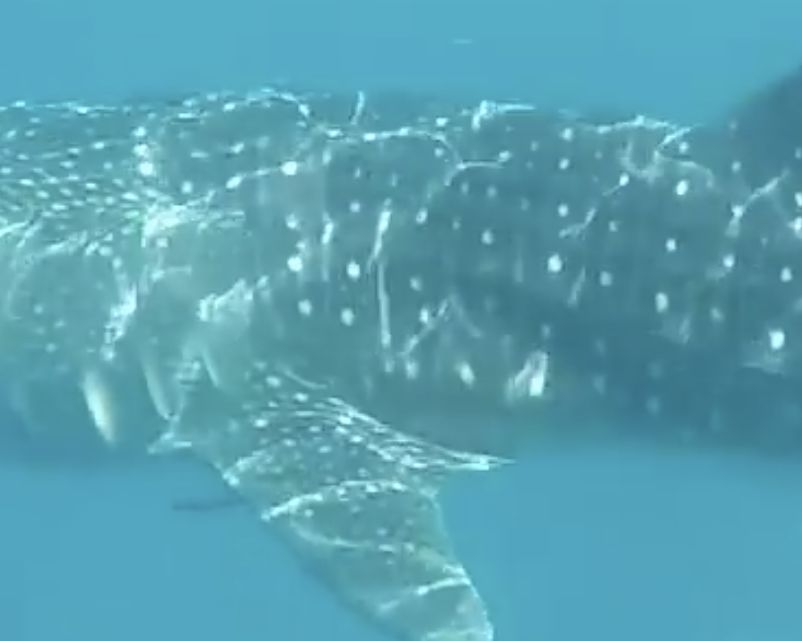 2dab4aa1-2df5-4810-8685-7fbbe606076a