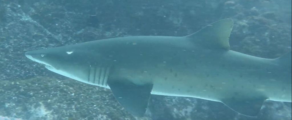 7d63de82-7395-4172-9528-9ee54961821a