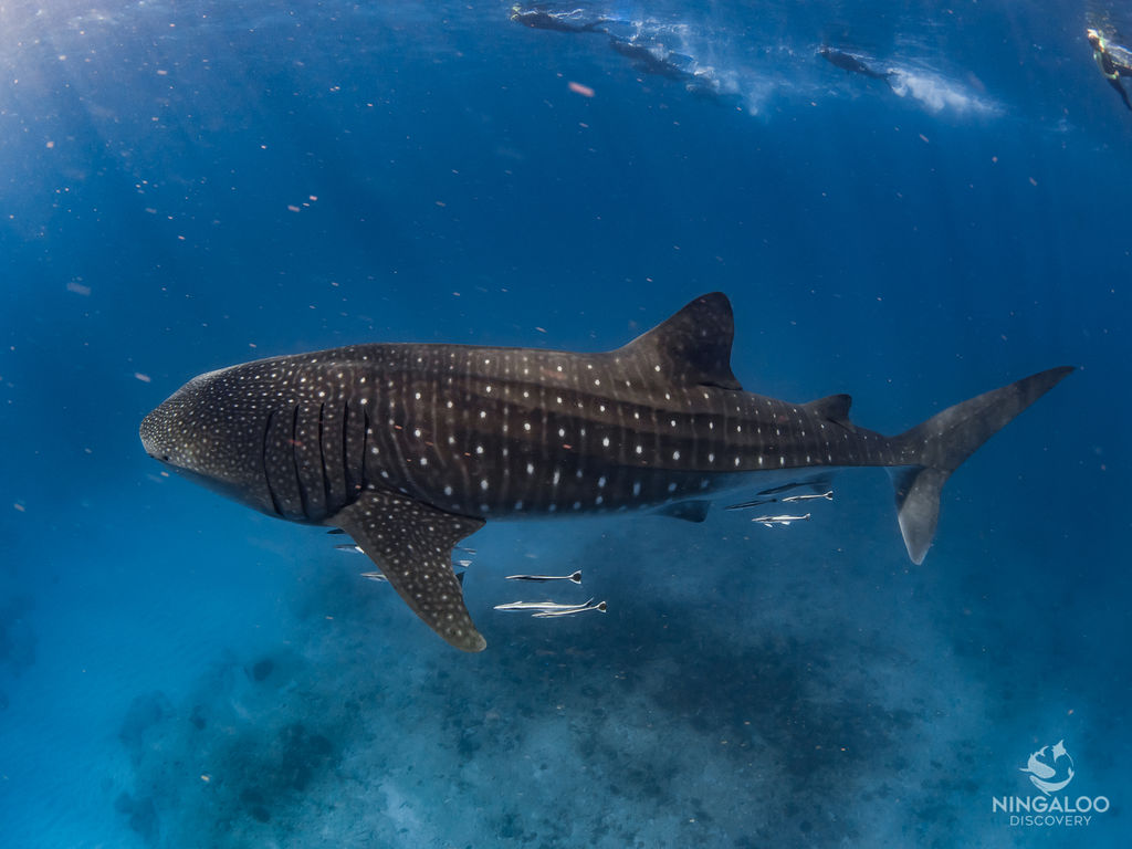 c1f74242-f4ad-42c7-acbd-9b90744c477c