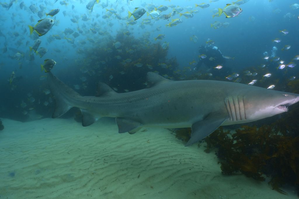 9315cea8-f274-483d-8eca-ce03b193a18a